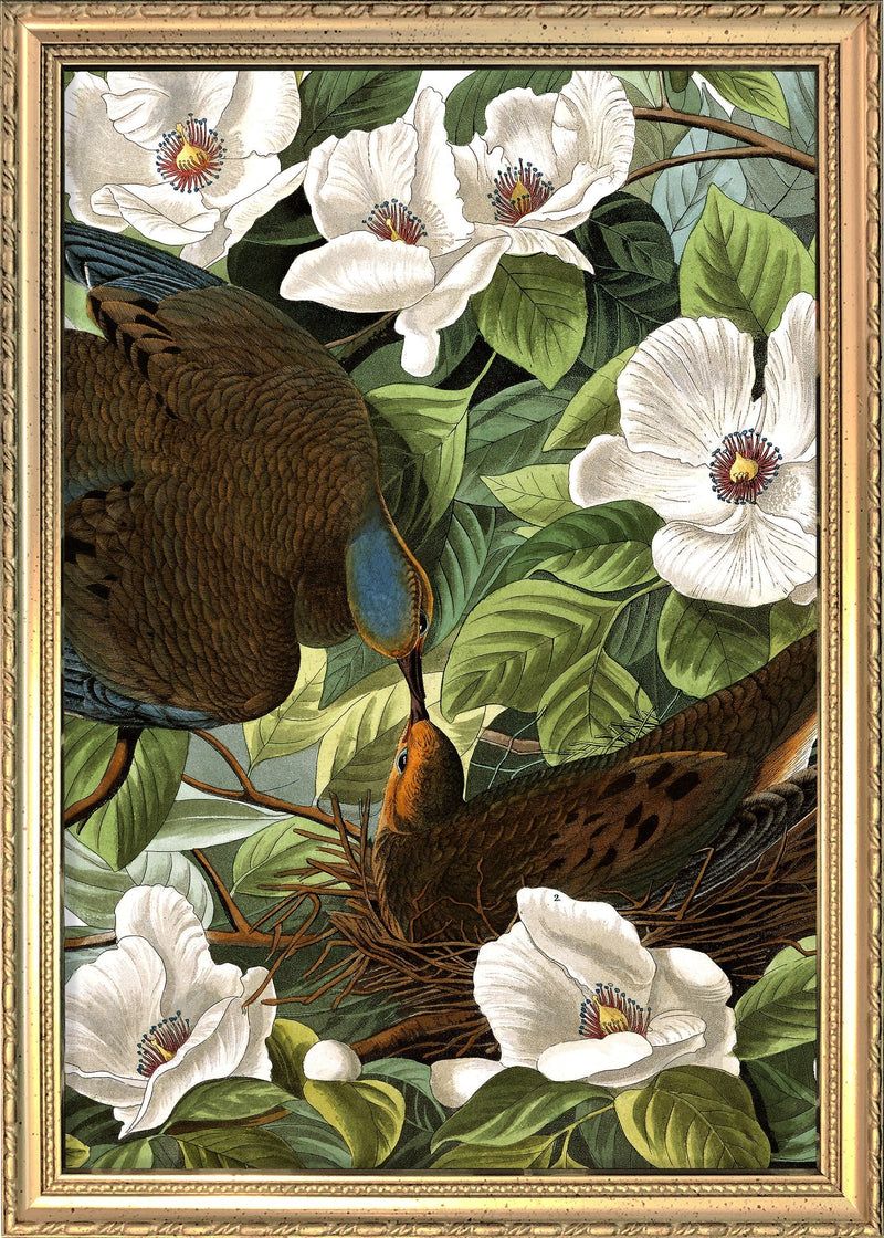 Turtle Doves Close Up. Mini Print