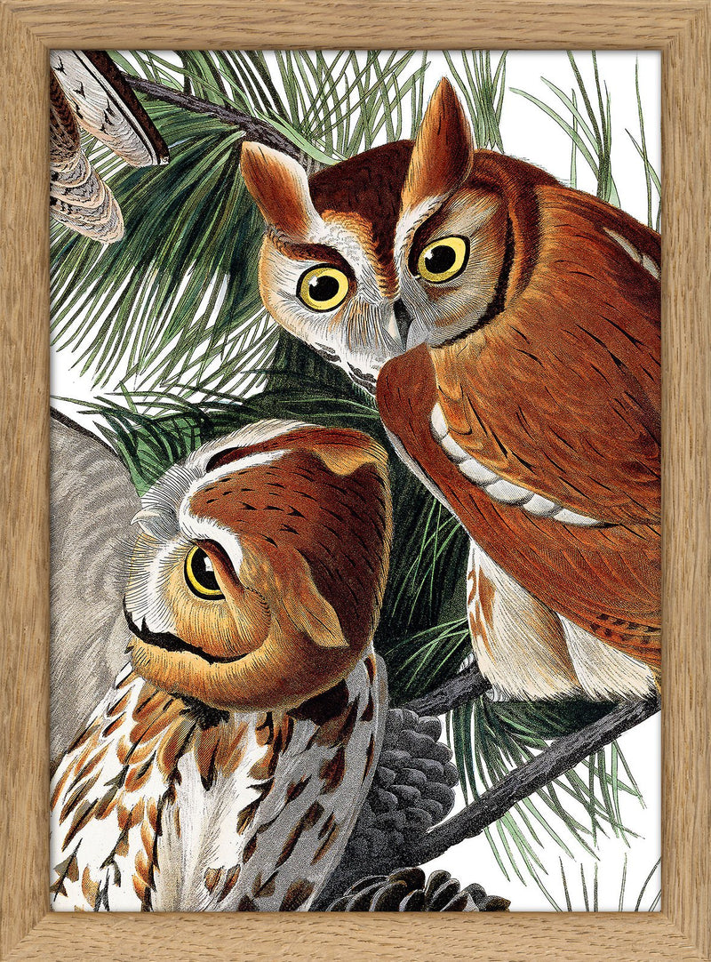 Little Screech Owl Close Up. Mini Print