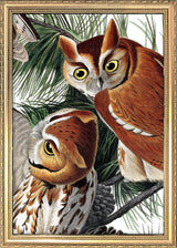 Little Screech Owl Close Up. Mini Print