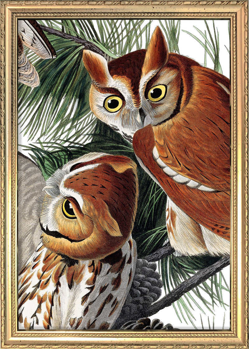 Little Screech Owl Close Up. Mini Print