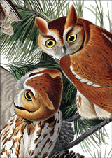 Little Screech Owl Close Up. Mini Print