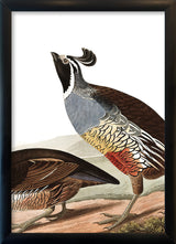 Californian Partridge Close Up. Mini Print