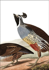 Californian Partridge Close Up. Mini Print