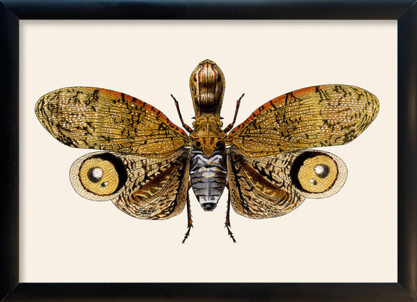 Owl Moth. Mini Print