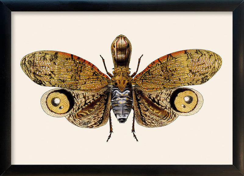 Owl Moth. Mini Print