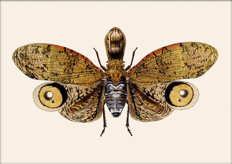 Owl Moth. Mini Print