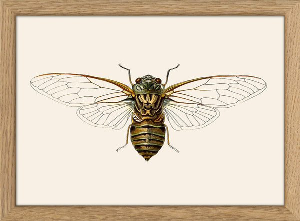 Wasp Moth. Mini Print
