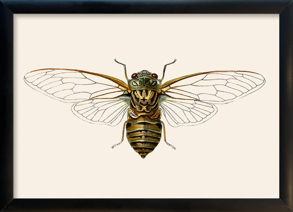Wasp Moth. Mini Print