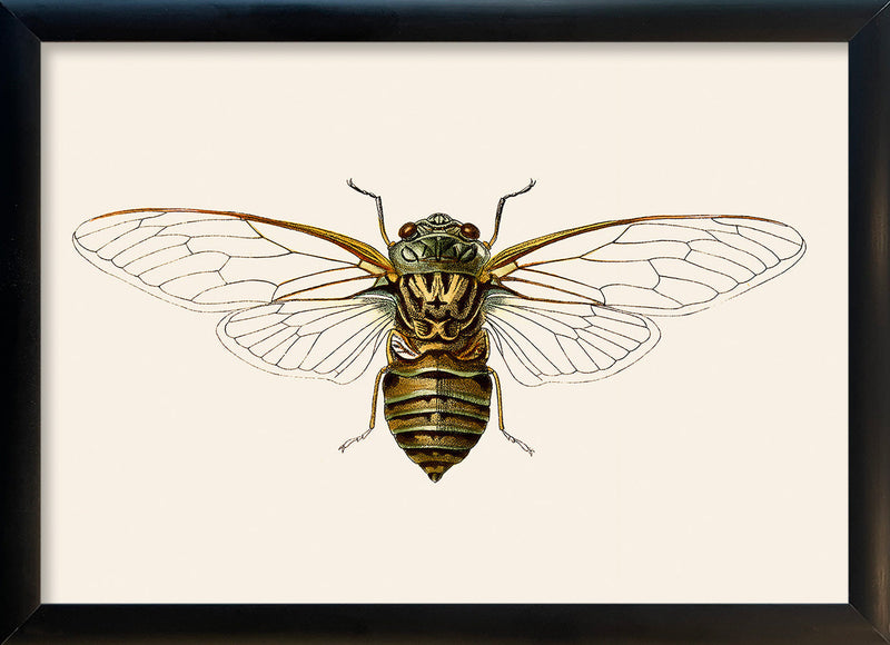 Wasp Moth. Mini Print