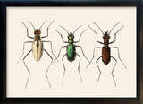 Three Beetles. Mini Print