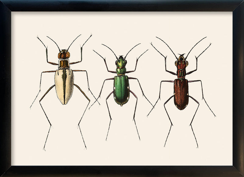 Three Beetles. Mini Print