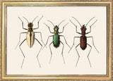 Three Beetles. Mini Print