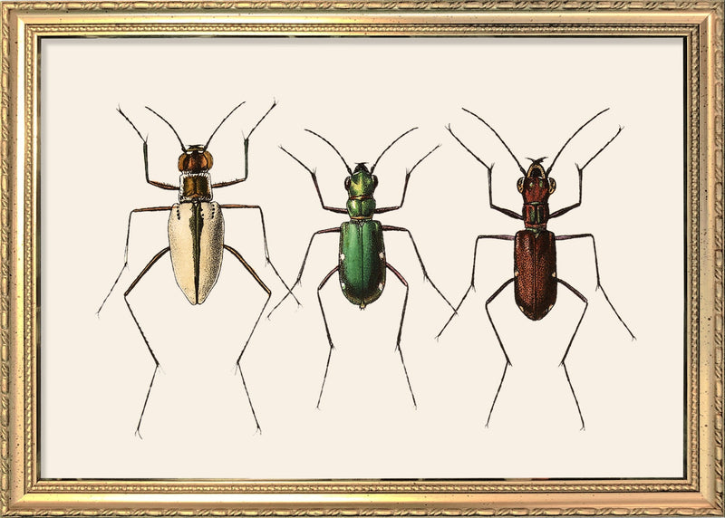 Three Beetles. Mini Print