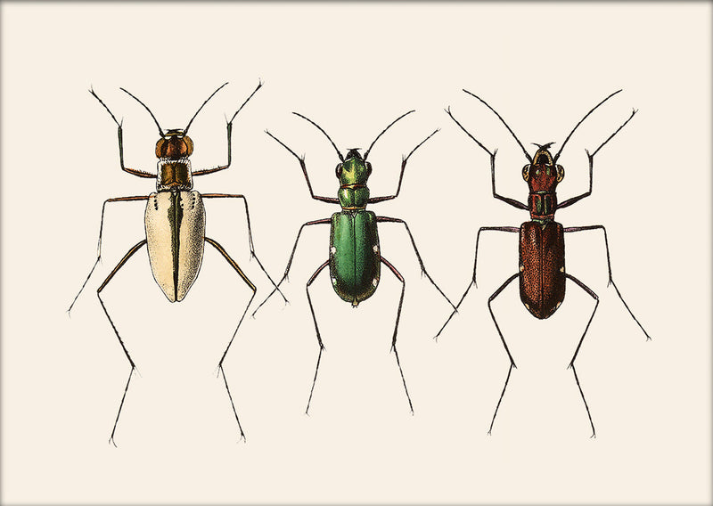 Three Beetles. Mini Print