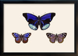 Three Blue and Purple Butterflies. Mini Print