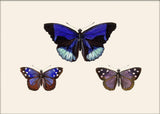 Three Blue and Purple Butterflies. Mini Print