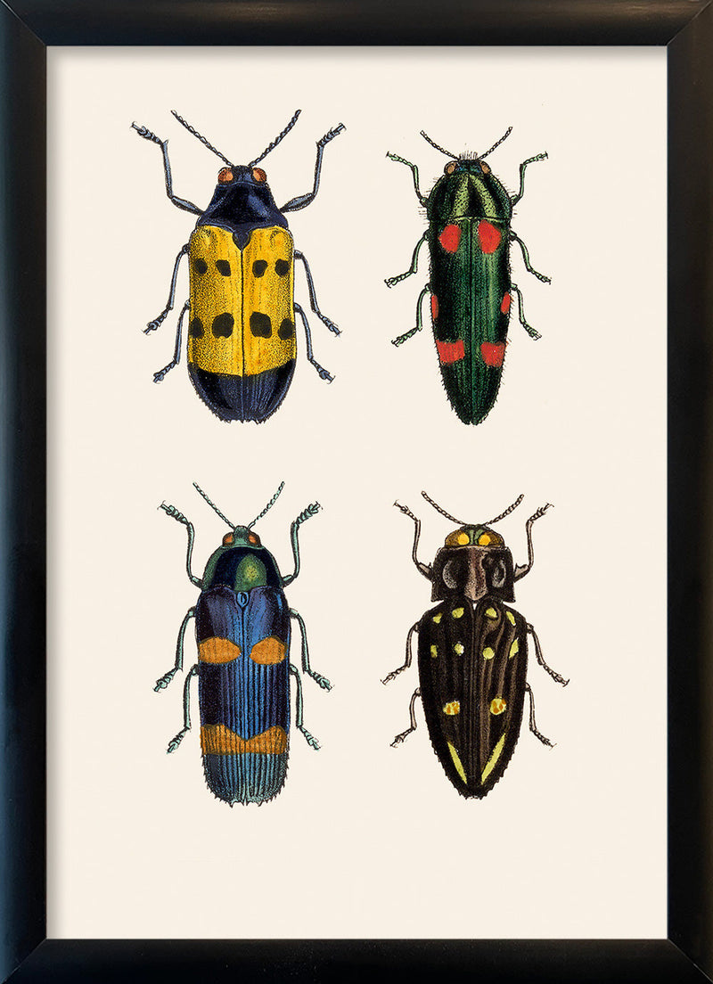 Four Beetles. Mini Print