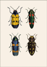 Four Beetles. Mini Print