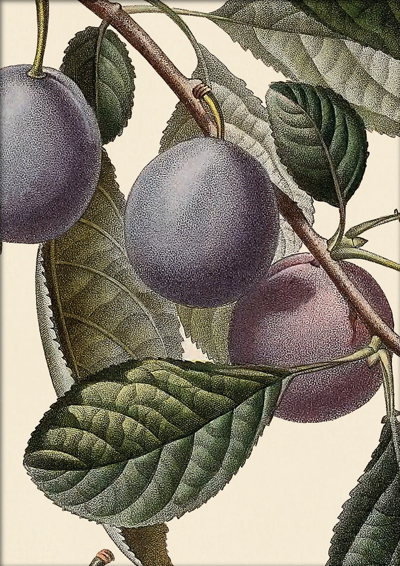 Perdrigon Hâtif Close Up. Mini Print