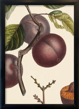 Abricot Noir Close Up. Mini Print