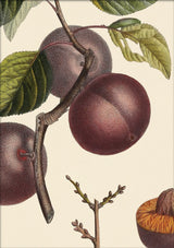 Abricot Noir Close Up. Mini Print