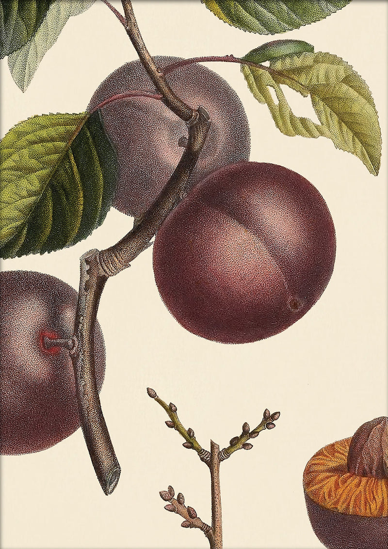 Abricot Noir Close Up. Mini Print