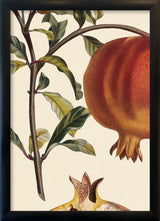 Grenadier à Fruit Doux Close Up. Mini Print