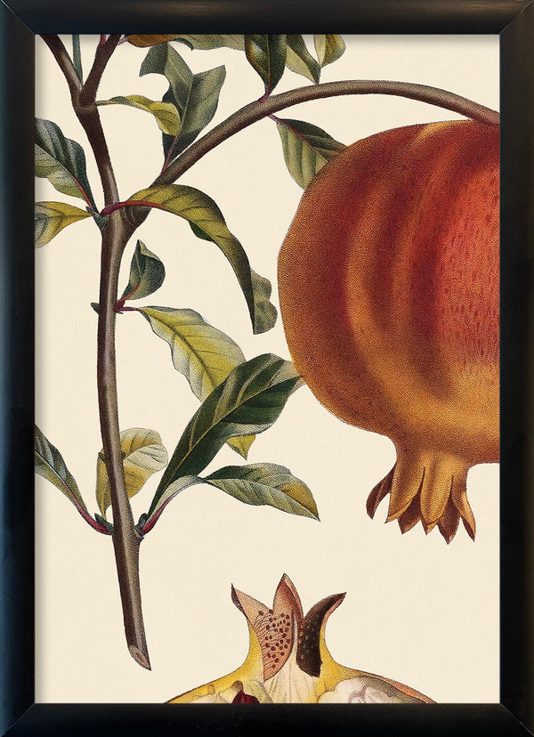 Grenadier à Fruit Doux Close Up. Mini Print