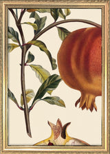 Grenadier à Fruit Doux Close Up. Mini Print