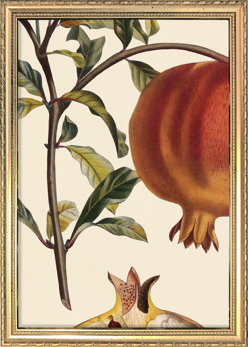 Grenadier à Fruit Doux Close Up. Mini Print