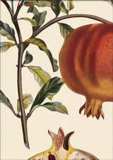 Grenadier à Fruit Doux Close Up. Mini Print