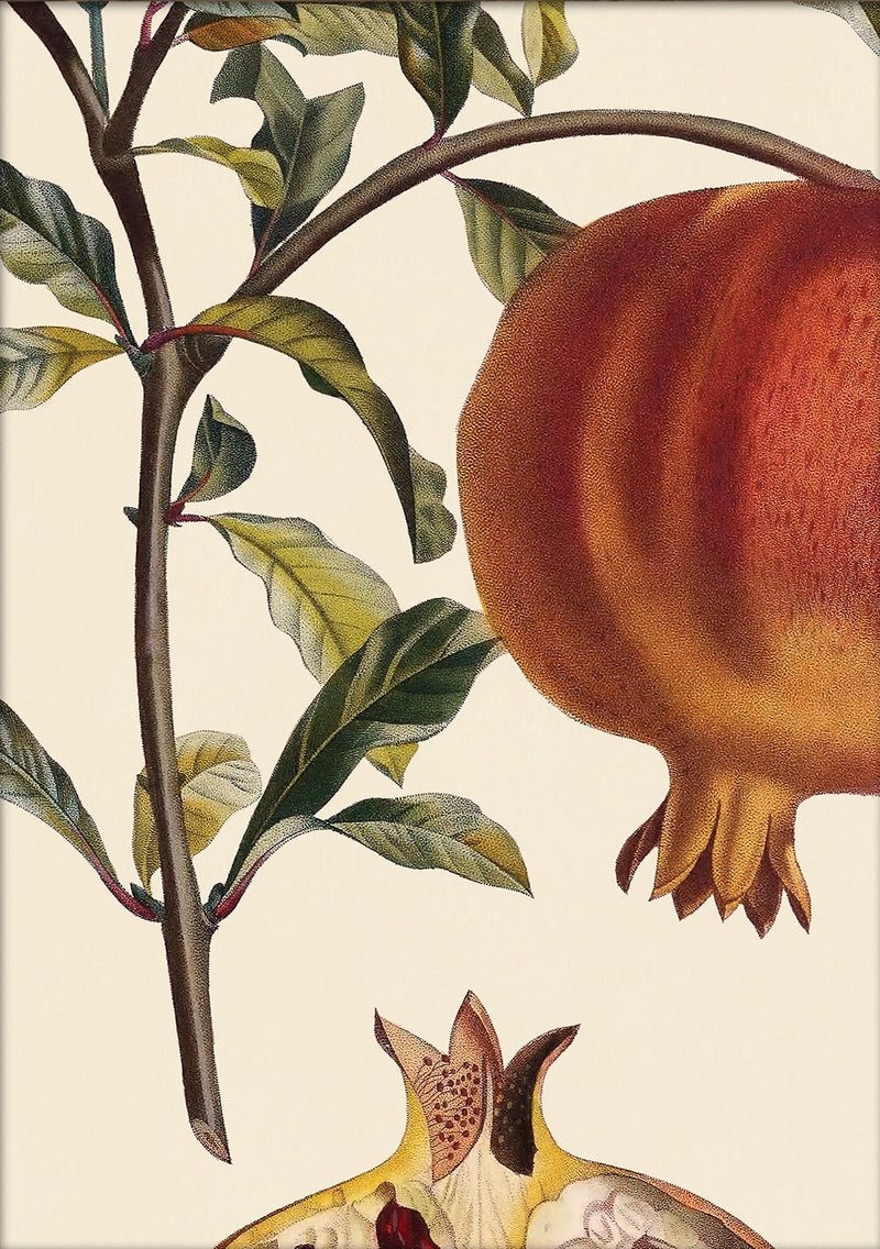 Grenadier à Fruit Doux Close Up. Mini Print