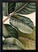 Pistachier en Fruit Close Up. Mini Print