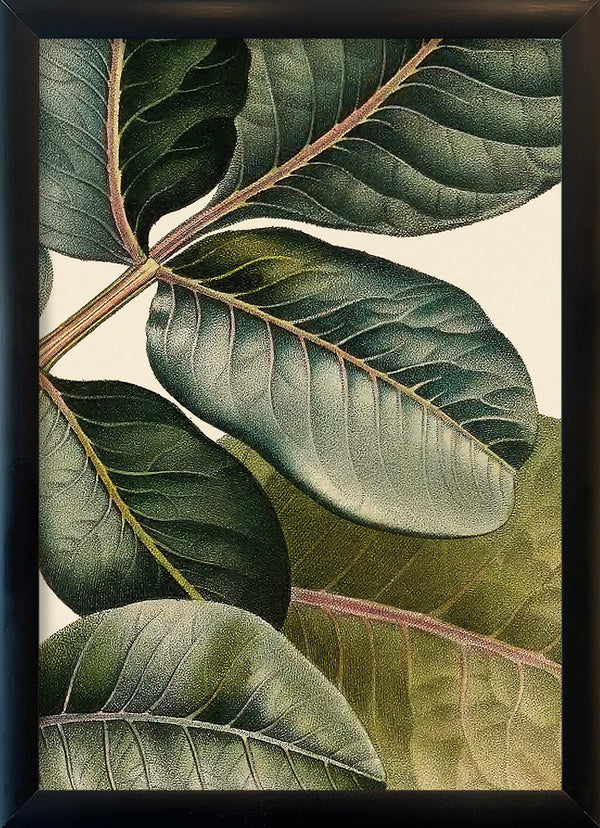 Pistachier en Fruit Close Up. Mini Print