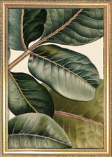 Pistachier en Fruit Close Up. Mini Print