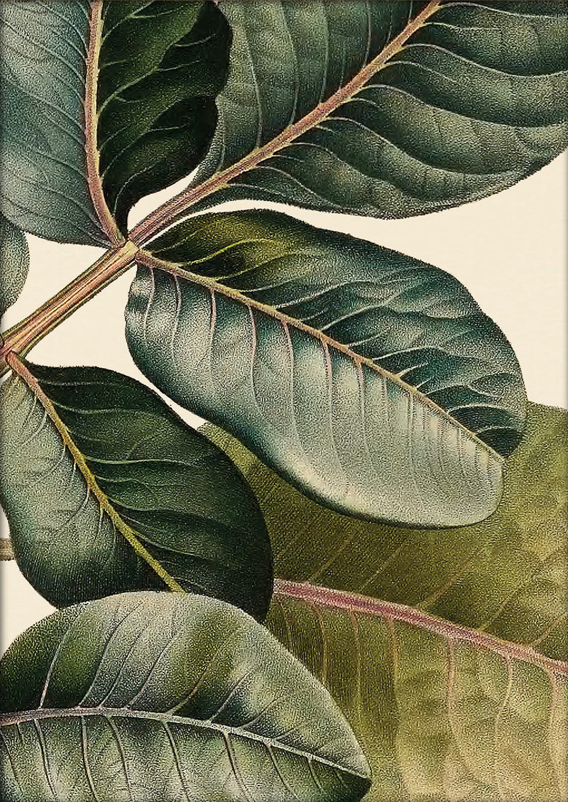 Pistachier en Fruit Close Up. Mini Print