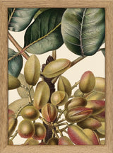 Pistachier en Fruit Close Up. Mini Print