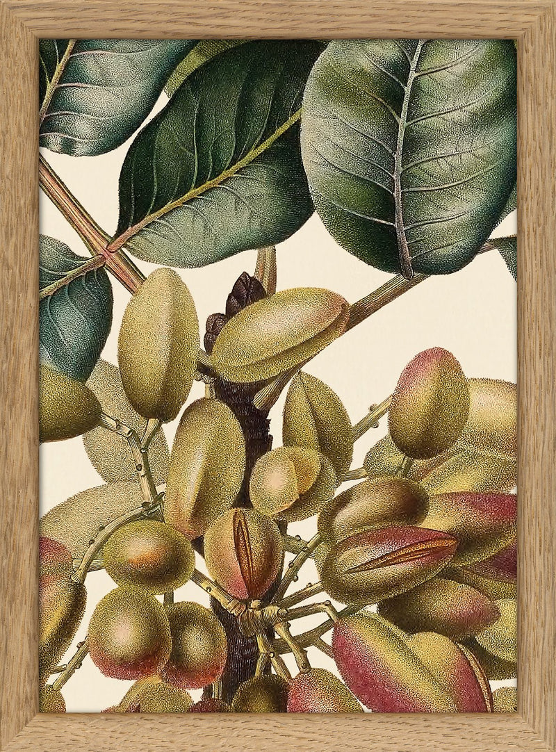Pistachier en Fruit Close Up. Mini Print