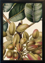 Pistachier en Fruit Close Up. Mini Print