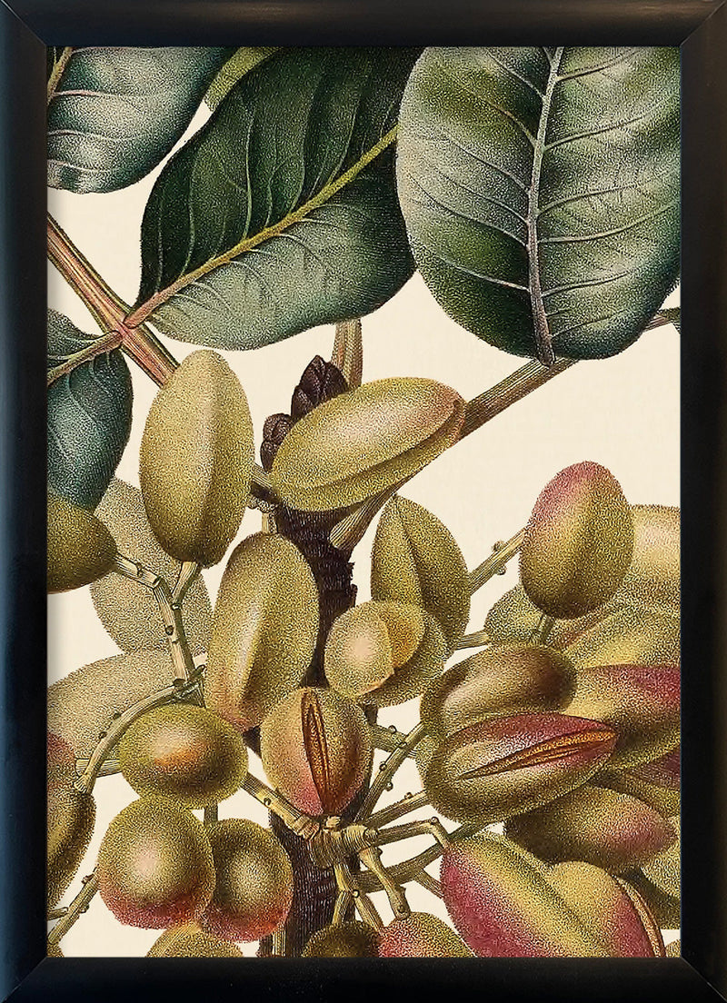 Pistachier en Fruit Close Up. Mini Print