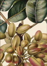 Pistachier en Fruit Close Up. Mini Print