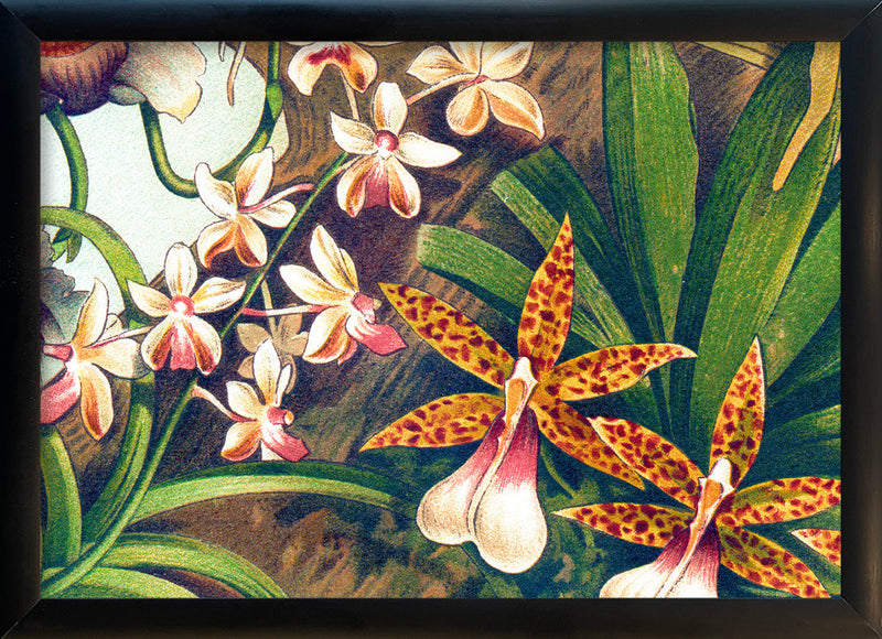Orchids Close Up. Mini Print