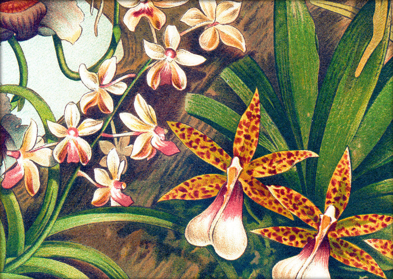 Orchids Close Up. Mini Print
