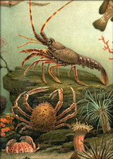 Under the Sea Lobster and Crab. Mini Print