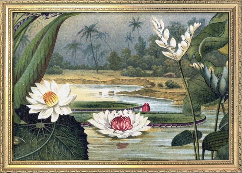 Water Lilies. Mini Print