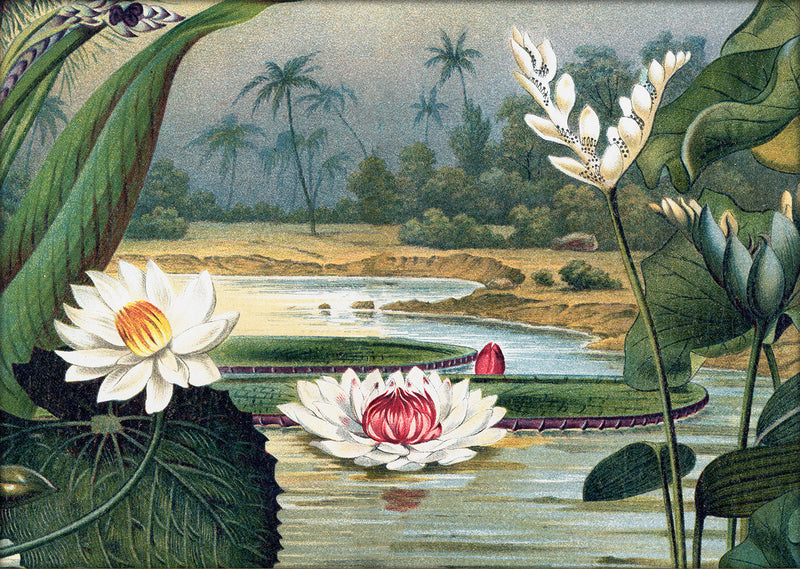 Water Lilies. Mini Print