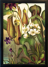Carnivorous Plants Close Up. Mini Print