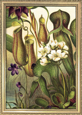Carnivorous Plants Close Up. Mini Print