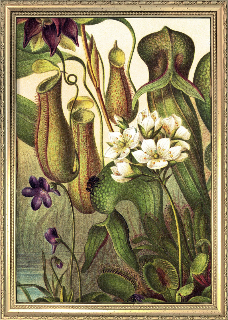 Carnivorous Plants Close Up. Mini Print