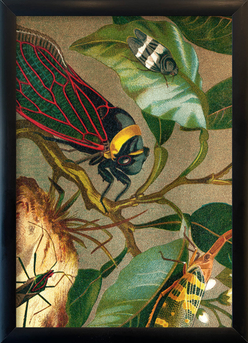 Cicadas Close Up. Mini Print